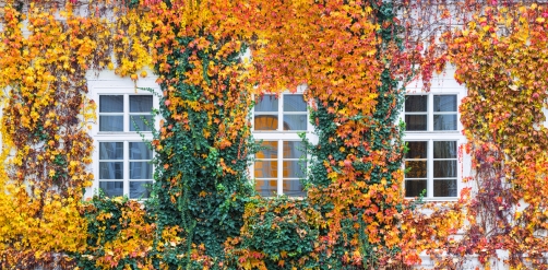 Podzimní okna